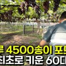 포도나무 이미지