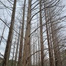 경북천년숲정원 &amp; 선덕여왕릉 걷기여행 이미지