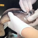 황금오징어순대 이미지