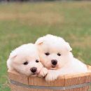 강아지그림 이미지