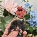 패러그린샵 명지점 이미지