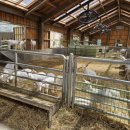 세이지우드 홍천산양목장 이미지