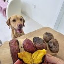 스테이 루비 이미지