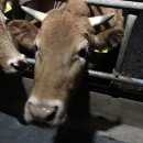 음메소농장 이미지