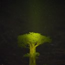 바오밥