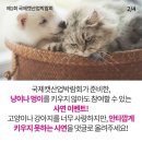 멍이냥이 이미지