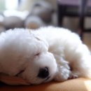 리사앤루이 이미지