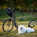 더나은펫샵 | 반려동물 여행 보험, 진짜 필요할까? 솔직 후기와 실전 가이드