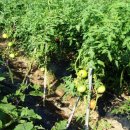 장곡펜션 이미지