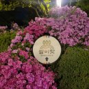 도레미푸드 | 서울랜드 플라워즈 페스티벌 크라켄 아일랜드 주말 After4 입장권으로 다녀온 후기