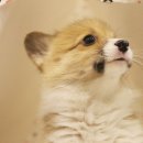 도그마루 강아지 고양이 수원점 네이버블로그