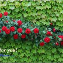RoseDay 이미지
