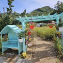 꽃양귀비마을 이미지