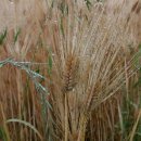 황금보리 이미지