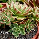 라온하제 이미지