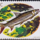 칼리포스 이미지