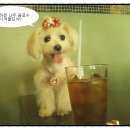 샤네리 이미지
