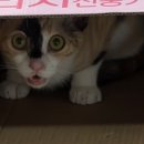 중문동물병원