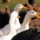 오리와사람들 이미지