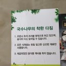국수나무효자 이미지
