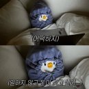 토론토 캣 | 바쁘디 바쁜 1월 캘거리 일상 (이사 준비 &amp; 이직 game changer의 등장)