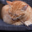 마타타비 이미지