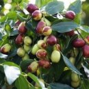 대추나무 이미지