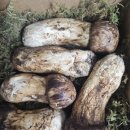 송이 | 버섯의 황제 영접! 굵고 단단한 자연산 백두산 송이 솔직 후기