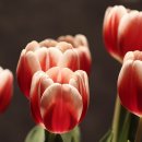 일로5일시장(2) 이미지