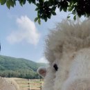 상림목장 이미지