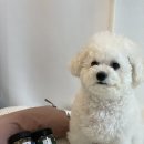 비숑 강아지 훈련용간식 노즈워크간식 기호성좋은 테일스마일 급여 솔직후기