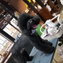 쌍군그루밍 이미지