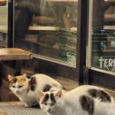 새오약국 이미지