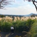 제주블랑 | 마노르블랑 동백꽃 축제 제주 귤 따기 체험 방문 후기