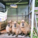 (주)네오렌트카 | 오키나와 아이와 가볼만한 곳 추천 네오파크 오키나와 동물원 후기｜카피바라·플라밍고·열차 체험까지