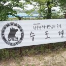 재순농장 | 6월 수도견 대정모 후기 (1)