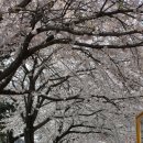 GR(완주군)-[구이로]-상-24 | 경북 안동 낙동강 벚꽃길 &amp; 월영교 벚꽃 명소 완벽 가이드 2026