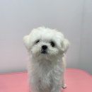 치치살롱 | 🐶✨ 말티즈 치치 미용 후기 | 테일러퍼피 창원점