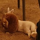 아라농장 이미지