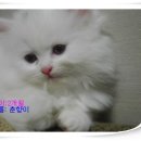 뚱보 고양이 이미지