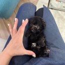 달링하이 강아지분양 밀양점 이미지