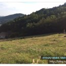 태화 목장 이미지