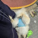 샤르멍 이미지