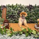 구름이 그린 달빛 이미지