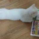 흠 이미지