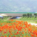 광양동천변
