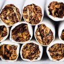 망고파인 이미지