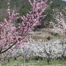 낙동강 유채단지 이미지