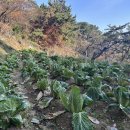 🥬쁘띠텃밭-우리가 심은 배추 모종💚🥬 이미지