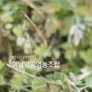 어남약쑥 이미지